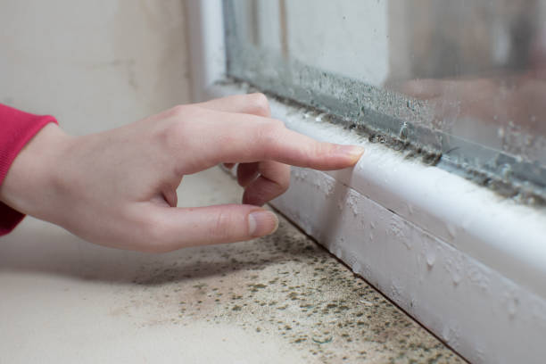 Best Mold Removal for HVAC Installations  in Tawas City, MI