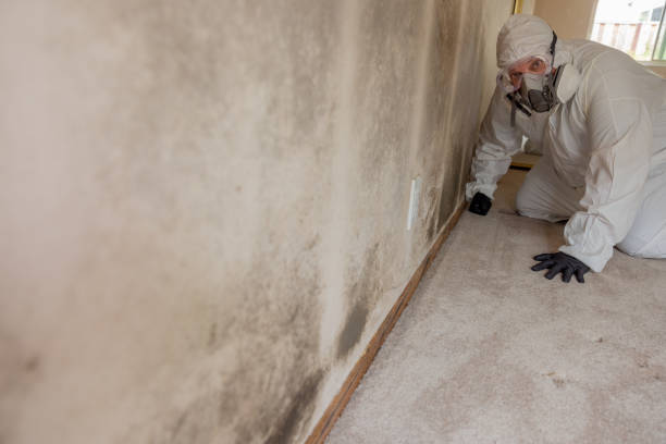 Trusted Tawas City, MI Mold Removal Experts